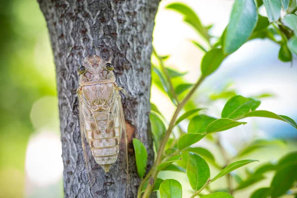 Cikáda lpět na stromě v létě z Thajska Stock Fotografie