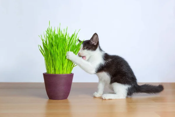 Baby kočka jíst listovou zeleninu nebo kočičí tráva Stock Obrázky