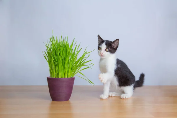 Roztomilý baby kočka hrát vedle listovou zeleninu nebo kočičí tráva Stock Snímky