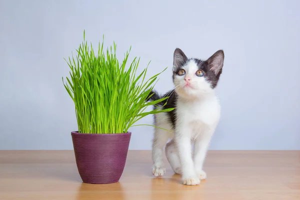 Roztomilý baby kočka hrát vedle listovou zeleninu nebo kočičí tráva Royalty Free Stock Obrázky