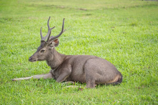 Khaoyai, Thaila, vahşi yeşil çim sahada Sambar geyikler