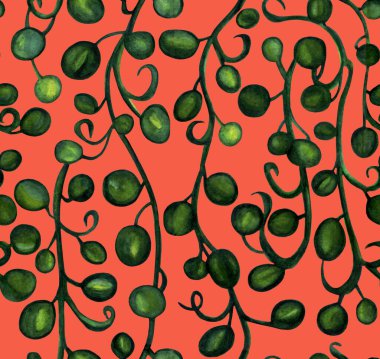 Senecio herreianus yağmur damlaları dizisi, suluboya resim. Somon rengi arka planda izole edilmiş kusursuz desen. Kumaş, bebek odası, ambalaj, baskı, ambalaj kağıdı için tasarım.