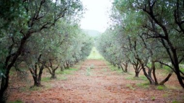 Kırsal kesimde İtalyan zeytin ağacı bahçesi, tarım tarlaları boyunca büyüyen yeşil olgun zeytin ağaçları doğal sinematik tünel oluşturuyor. Akdeniz ikliminin altında İtalyan zeytin ağaçları