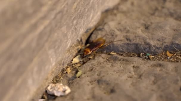 Moche gigantesque cafard brun rampant sur le sol, agitant ses moustaches et cherchant de la nourriture. Horrible insecte cafard vivant parmi les ordures et les déchets. Pollution des rues, hygiène domestique et risque de 
