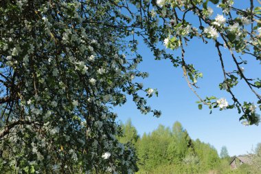 Çiçek açmış elma ağaçları, Belarus 'ta bahar, gökyüzüne karşı, kırsal kesimde
