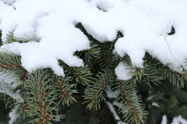 Bitmeyen yeşil kozalakların dallarında beyaz kar, ladin
