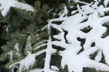 Bitmeyen yeşil kozalakların dallarında beyaz kar, ladin
