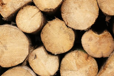 Katlanmış ahşap testere kesikleri, yakacak odun.