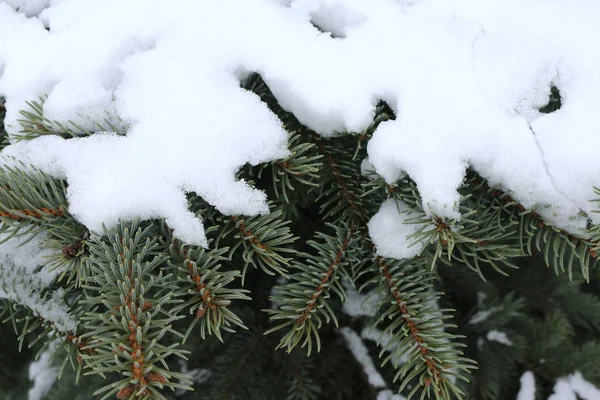 white snow on the branches of evergreen conifers, spruce