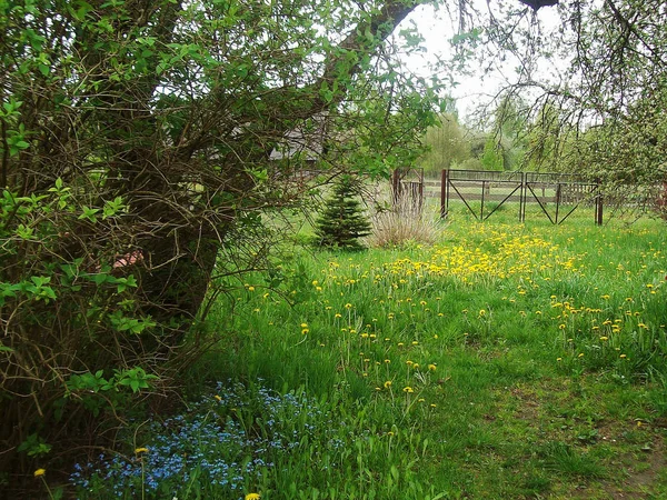 Brilhante Belas Flores Primavera Multi Coloridas Quintal — Fotografia de Stock