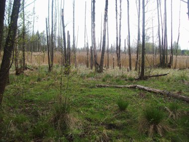 Bahar ayında turba bataklığı, Batı Belarus