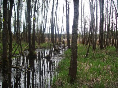 Bahar ayında turba bataklığı, Batı Belarus