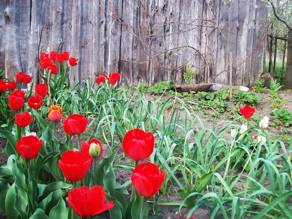 Brilhante Belas Flores Primavera Multi Coloridas Tulipas Close — Fotografia de Stock
