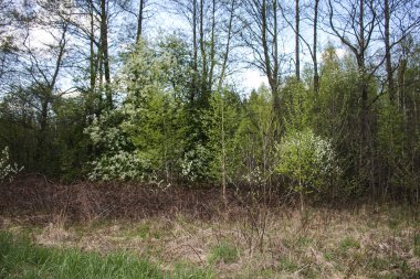 İlkbaharda orman kenarında, uzaklarda kiraz çiçekleri