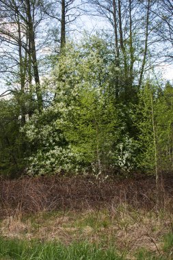 İlkbaharda orman kenarında, uzaklarda kiraz çiçekleri