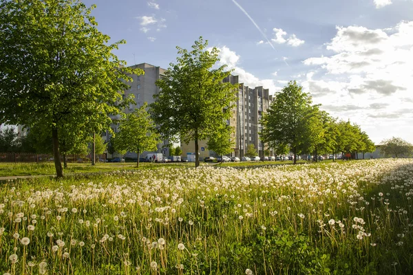 summer city landscape, grass with dandelions, linden alley, high-rise buildings