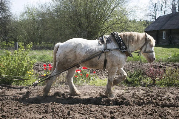 Ground Spring Backdrop Beautiful Forest Horse Planting Time ロイヤリティフリーのストック写真