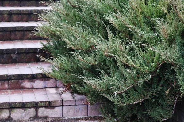 evergreen juniper at the steps of the porch