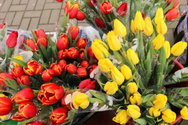 Taze, güzel, renkli laleler, sarı kırmızı renkler..