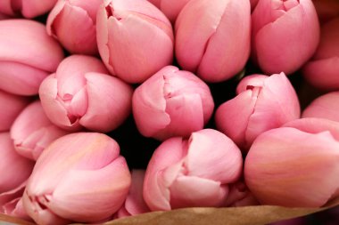 Taze pembe lale çiçekleri