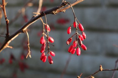 Böğürtlen kırmızısı sıradan.