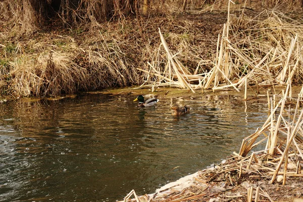 Ein Paar Wilde Wasservogelenten Zeitigen Frühjahr — Stockfoto