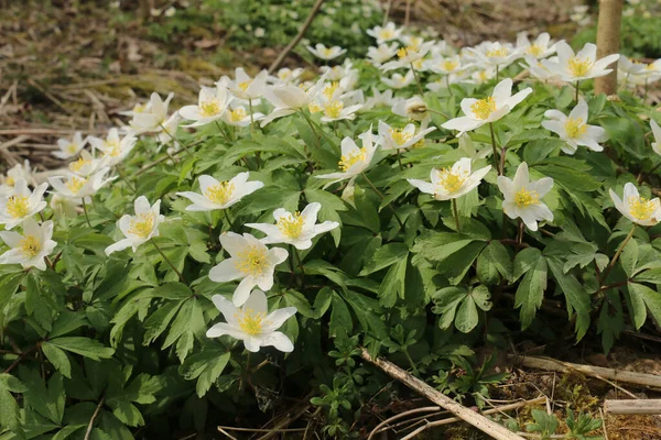 Delicadas Flores Brancas Anêmona Anêmona Anemne Nemorsa Uma Erva Perene — Fotografia de Stock