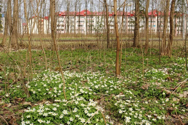 Leśny Smuga Zarośla Delikatny Biały Kwiat Anemon Anemne Nemorsa Wieloletni — Zdjęcie stockowe