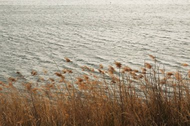 Geçen yılın güzel kuru kıyı çimenleri, baharın başlarında suyun arka planına karşı.