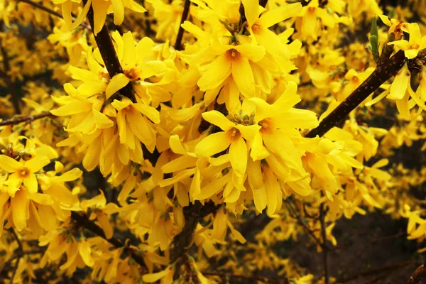 Forsythia Lat 连翘花 黄花灌木 复活节灌木 — 图库照片