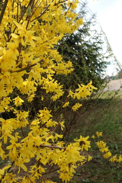 Forsythia Lat Forsythia Arbuste Aux Fleurs Jaunes Gros Plan Buisson — Photo