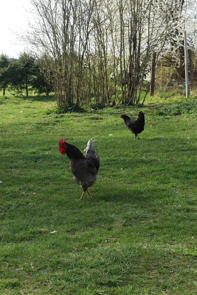 Ayam Jantan Yang Indah Latar Belakang Rumput Musim Semi Hijau — Stok Foto