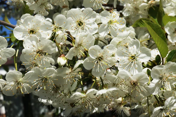 Cerejeira Florescente Fundo Céu Azul Primavera Tempo Floração — Fotografia de Stock