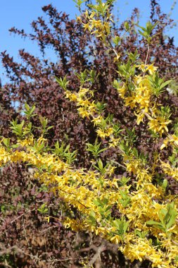Kırmızı yapraklı böğürtlen arkaplanının karşısında sarı renkte açarlar.