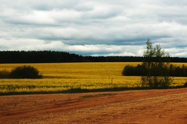 Bahar manzarası. Sarı kolza tohumu. Beyaz Rusya.