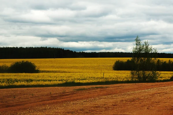 Jarní Krajina Kvetoucí Žlutá Řepka Bělorusko — Stock fotografie