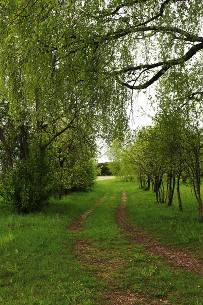 Strada Campo Alberi Con Tenero Verde Primaverile Intorno — Foto Stock