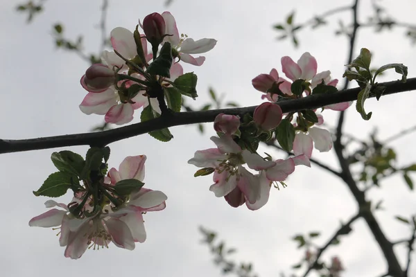 Нежно Розовые Яблони Раз Год Сады Цветут — стоковое фото