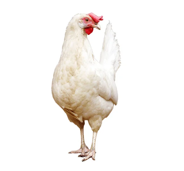 Weißes Huhn Auf Weißem Hintergrund lizenzfreie Stockbilder