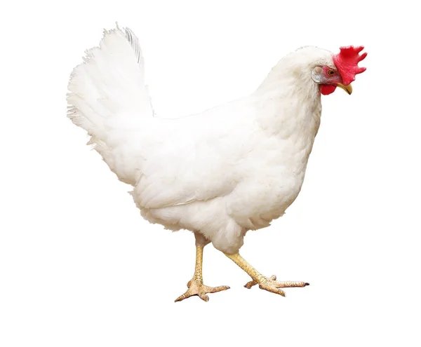 Weißes Huhn Profil Auf Weißem Hintergrund Stockfoto