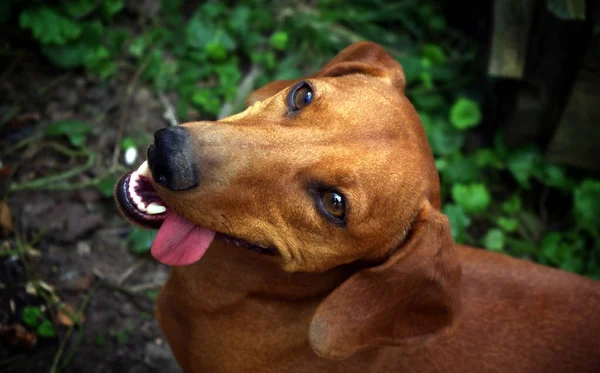 Funny Dachshund Sticking Out Tongue — ストック写真