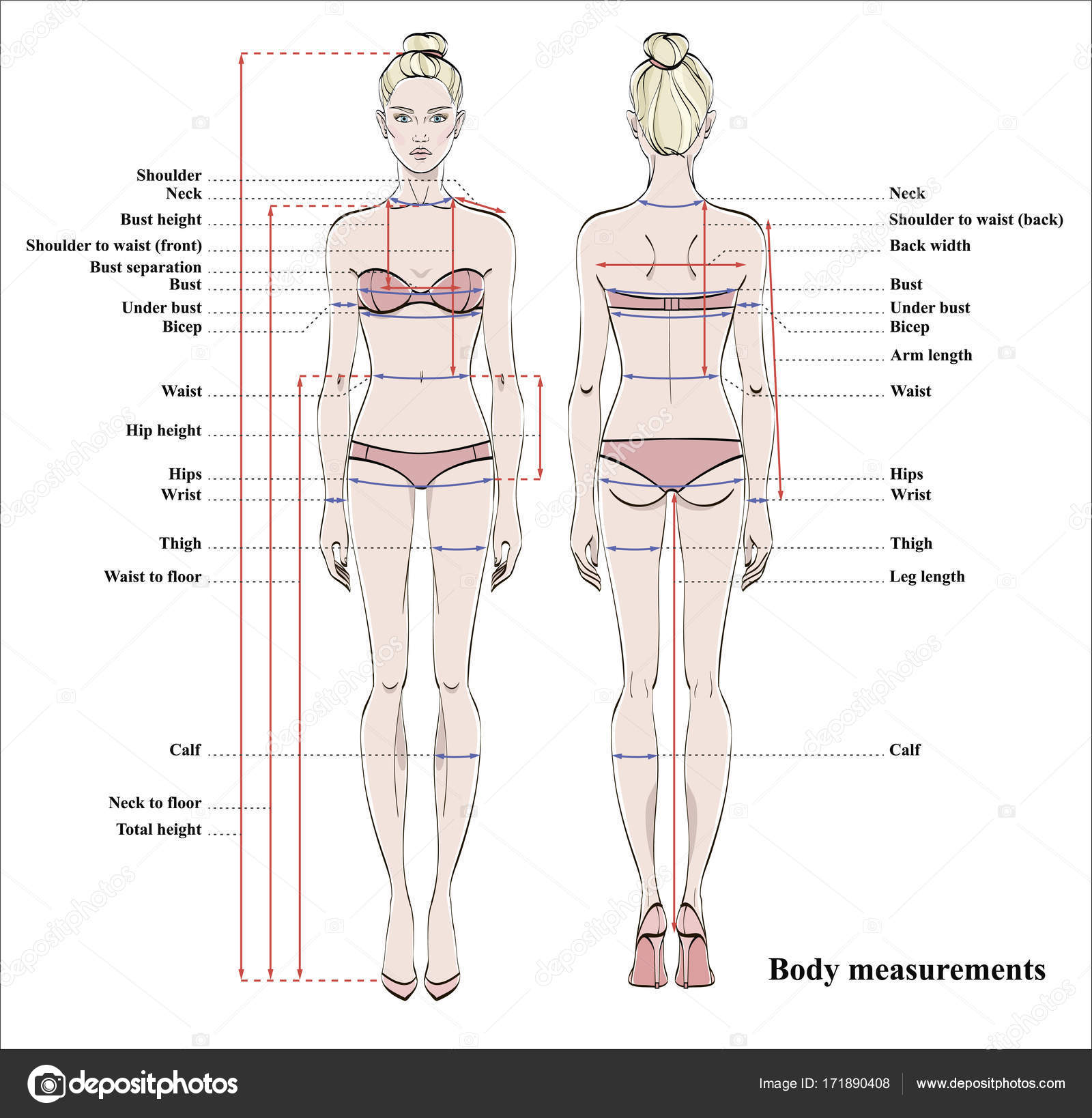 Model Body Measurments