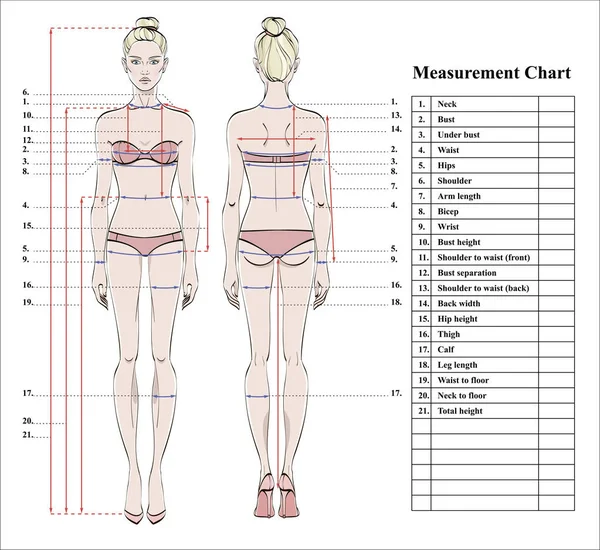 Female figure: front and back. Vector. Human body in linear style