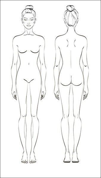 Female figure: front and back. Vector. Human body in linear style.