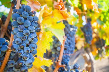 Güney Afrika'da büyüyen şarap