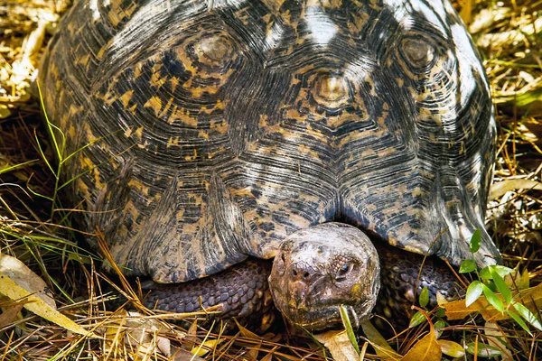 Country turtle in South Africa — Stock Photo, Image