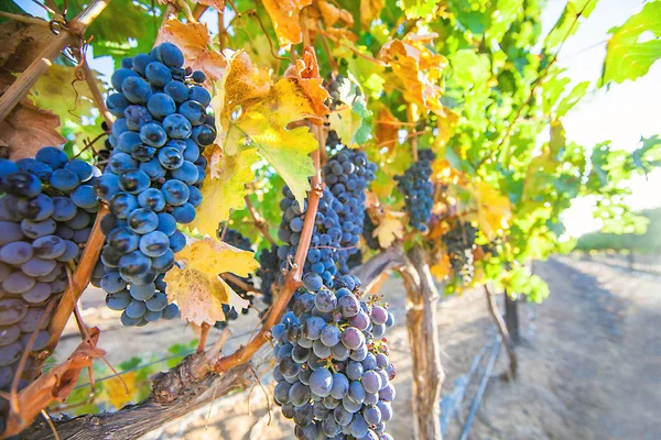 Cultivo de vino en Sudáfrica — Foto de Stock