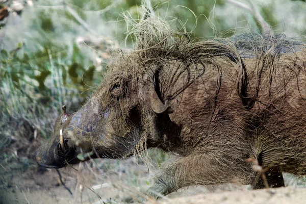 Vildsvin i iSimangaliso ligger-våtmark-park South Africa — Stockfoto