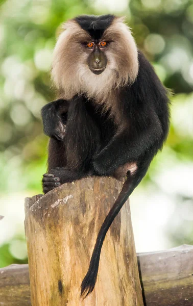 Rare beard monkey in Thailand — Stock Photo, Image