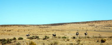 Manzaraya sevgilim Güney Afrika